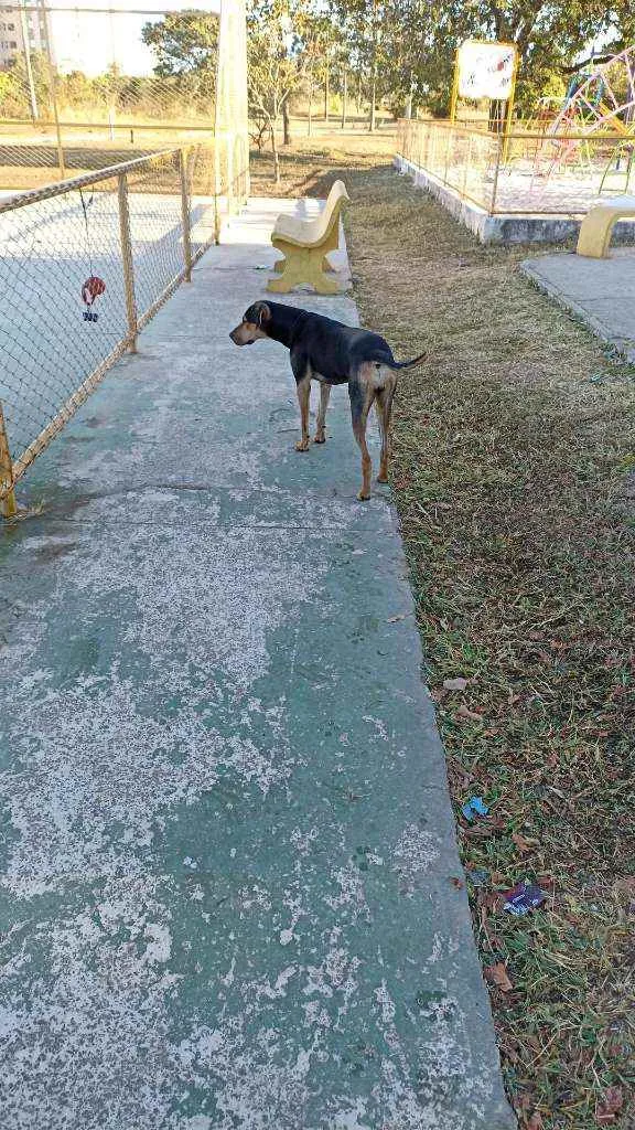 Cachorro ra a Doberman idade 1 ano nome Não sei