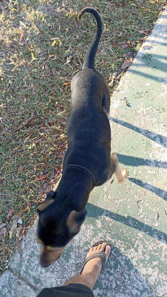 Cachorro ra a Doberman idade 1 ano nome Não sei