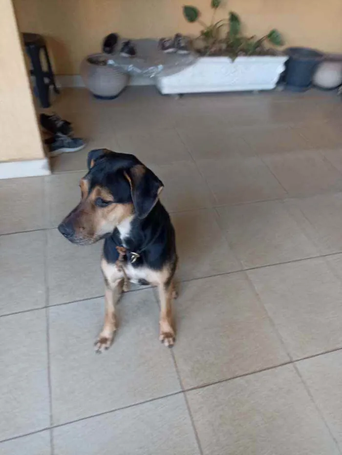 Cachorro ra a Doberman idade 1 ano nome Não sei