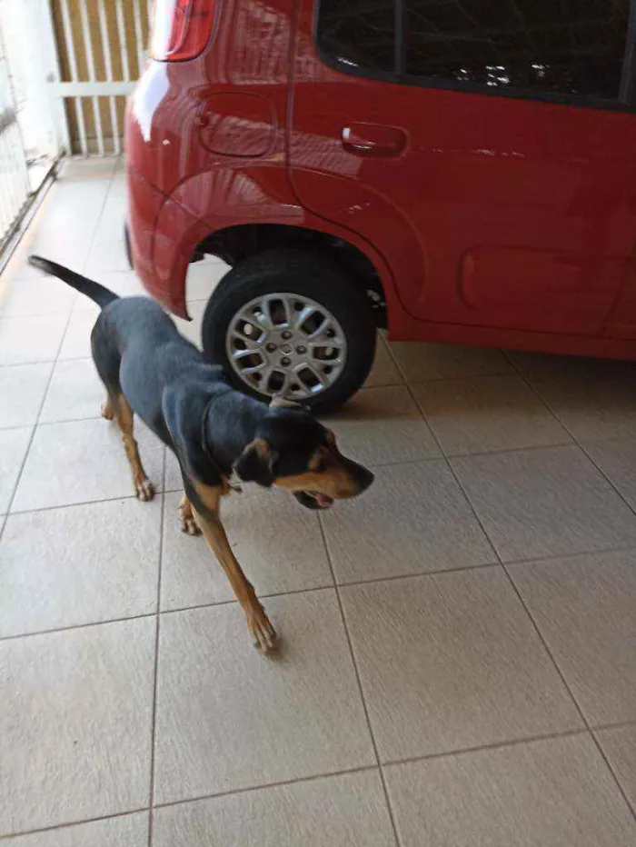 Cachorro ra a Doberman idade 1 ano nome Não sei