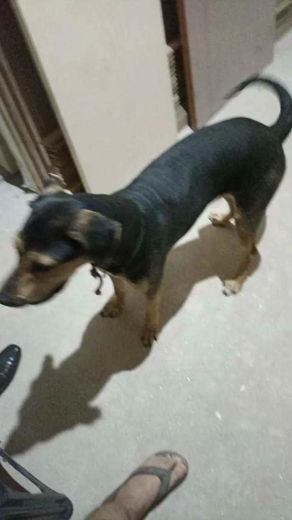 Cachorro ra a Doberman idade 1 ano nome Não sei