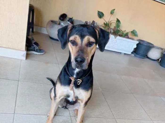 Cachorro ra a Doberman idade 1 ano nome Não sei