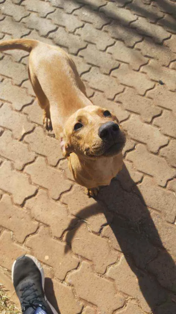 Cachorro raça SRD idade 2 a 6 meses nome Sem nome