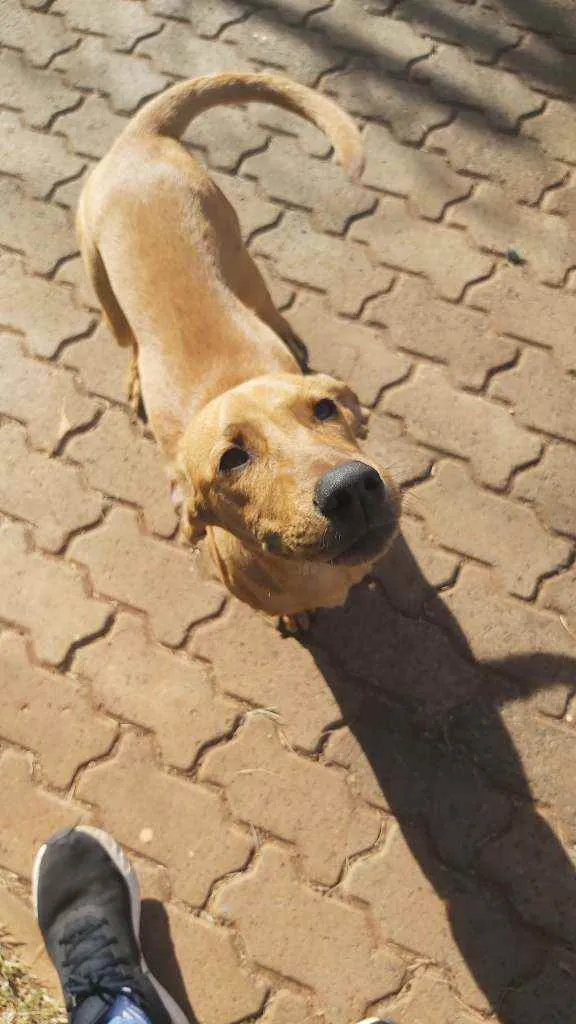 Cachorro raça SRD idade 2 a 6 meses nome Sem nome