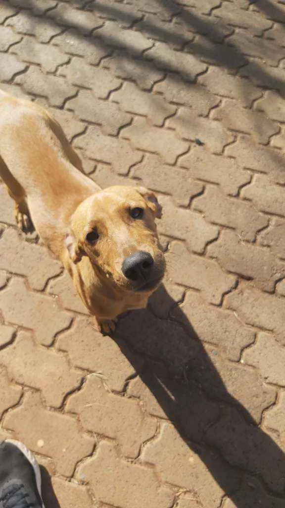 Cachorro raça SRD idade 2 a 6 meses nome Sem nome