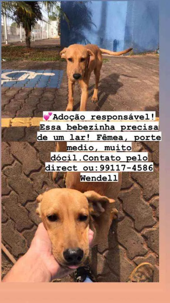 Cachorro raça SRD idade 2 a 6 meses nome Sem nome