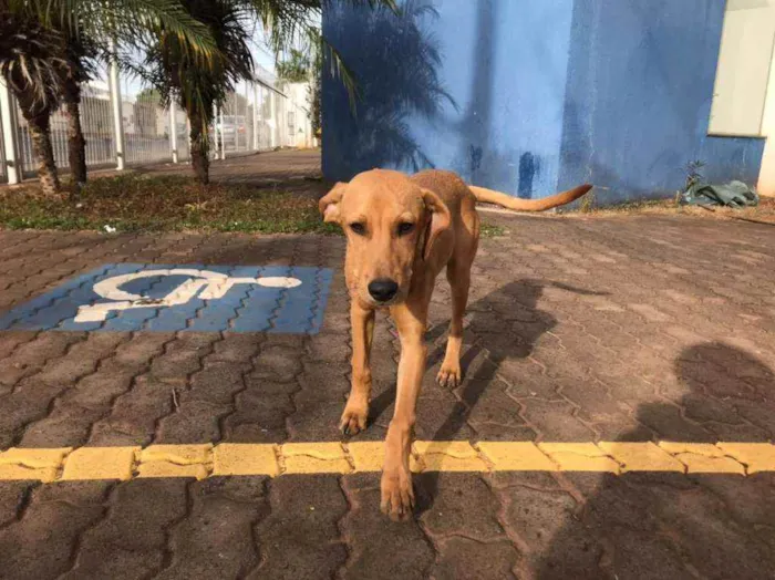 Cachorro raça SRD idade 2 a 6 meses nome Sem nome