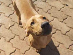 Cachorro raça SRD idade 2 a 6 meses nome Sem nome