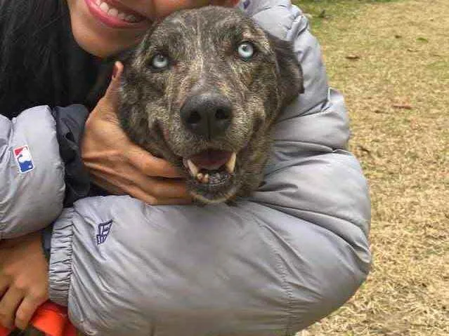 Cachorro ra a Sem raça definida  idade 3 anos nome Aurora