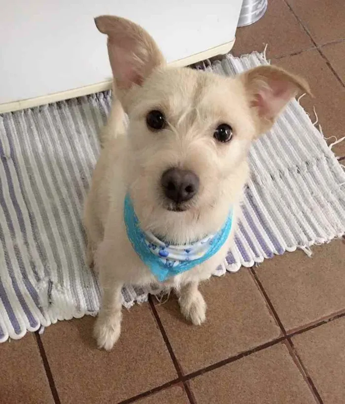 Cachorro ra a  idade 1 ano nome Betina