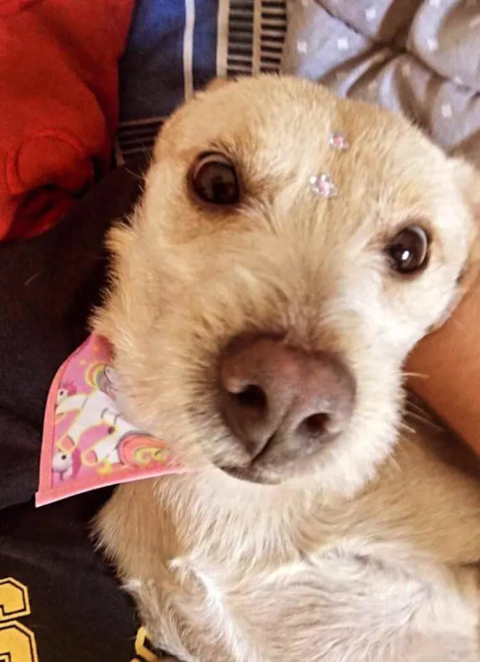 Cachorro ra a  idade 1 ano nome Betina