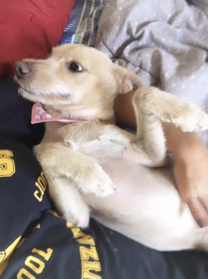 Cachorro ra a  idade 1 ano nome Betina