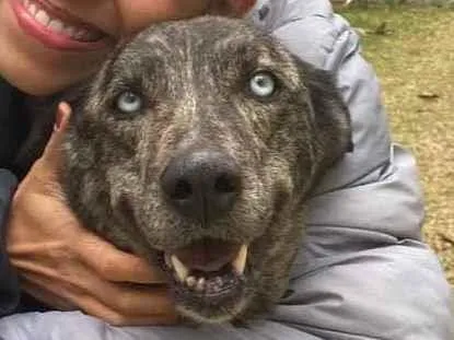 Cachorro ra a Sem raça definida  idade 3 anos nome Aurora