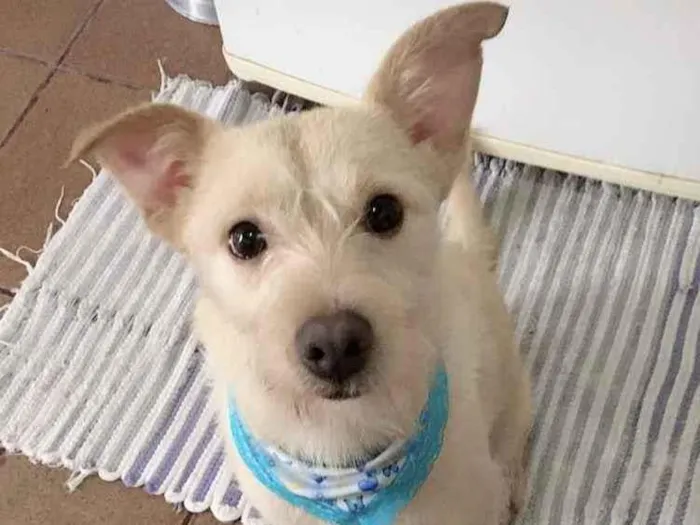 Cachorro ra a  idade 1 ano nome Betina