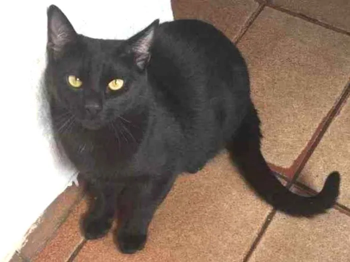 Gato ra a  idade 7 a 11 meses nome João