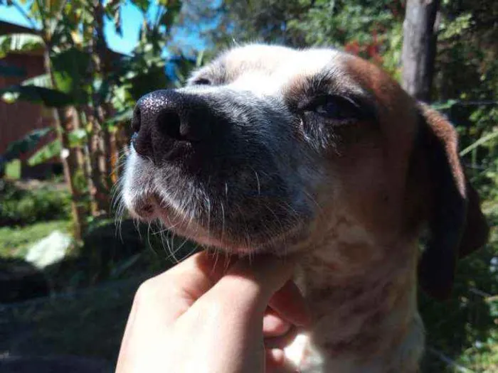 Cachorro ra a Sem raça definido idade 5 anos nome Amarela