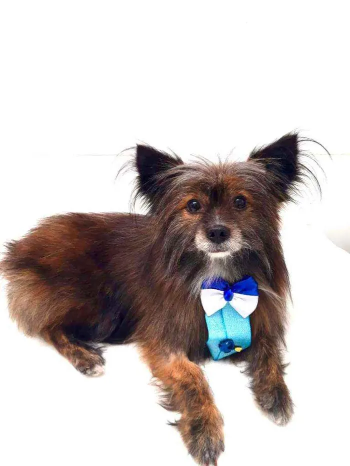 Cachorro raça SRD  idade  nome Pietro 