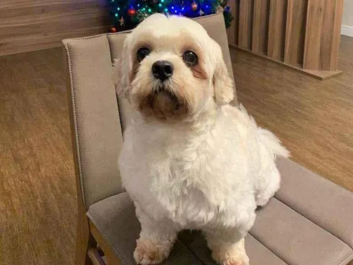 Cachorro raça Lhasa Apso idade 2 anos nome Max