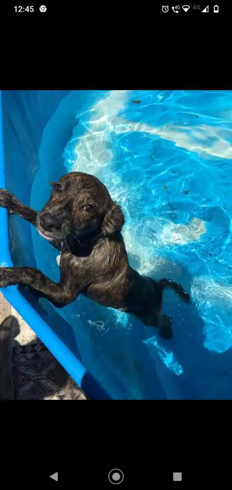 Cachorro ra a Sem raça definida idade 2 anos nome Akiles