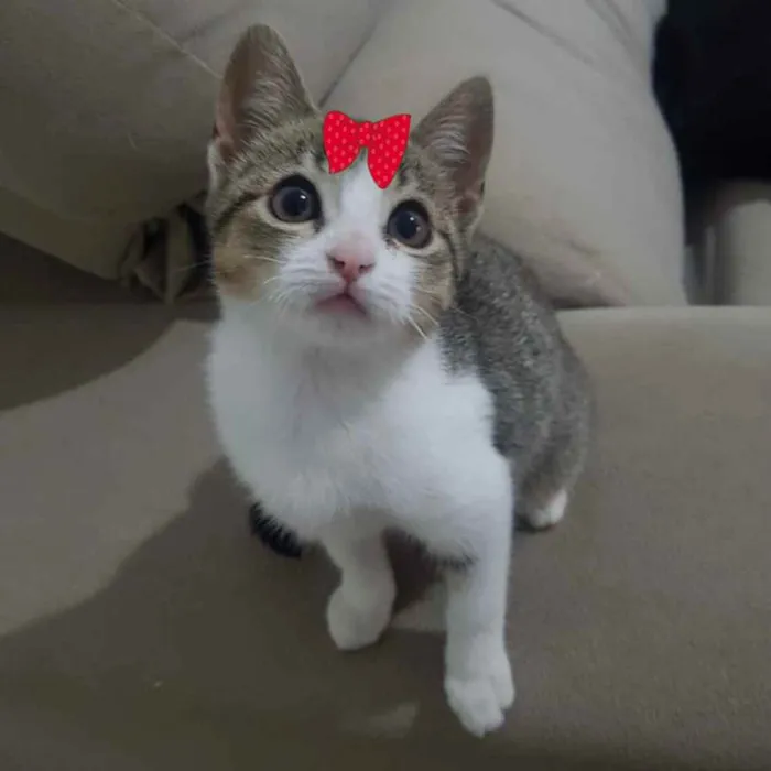 Gato ra a Mestiça  idade 2 a 6 meses nome Tina 