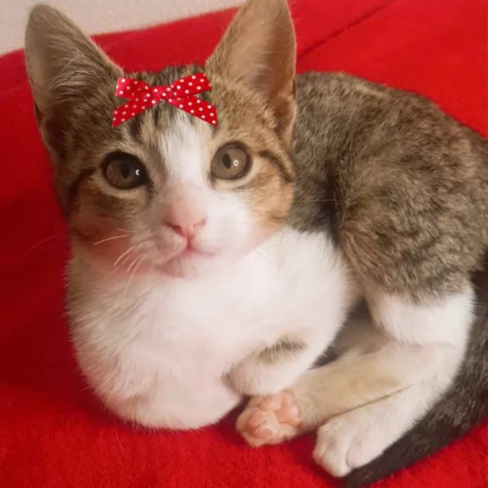 Gato ra a Mestiça  idade 2 a 6 meses nome Tina 