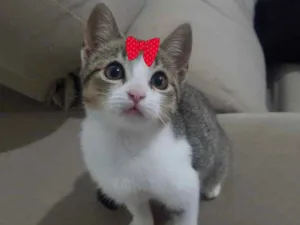 Gato raça Mestiça  idade 2 a 6 meses nome Tina 