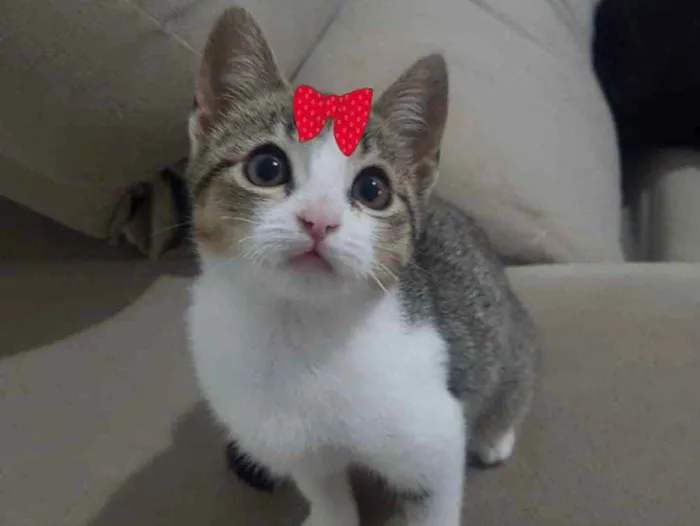 Gato ra a Mestiça  idade 2 a 6 meses nome Tina 