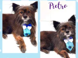 Cachorro raça SRD  idade  nome Pietro 