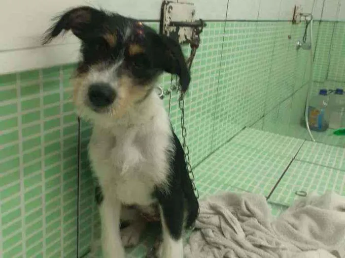 Cachorro raça SRD idade 2 a 6 meses nome MILA