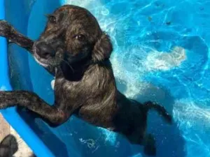 Cachorro raça Sem raça definida idade 2 anos nome Akiles