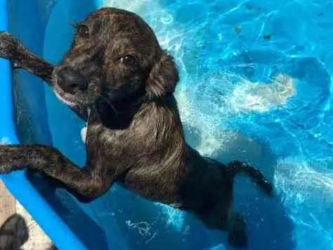 Cachorro ra a Sem raça definida idade 2 anos nome Akiles