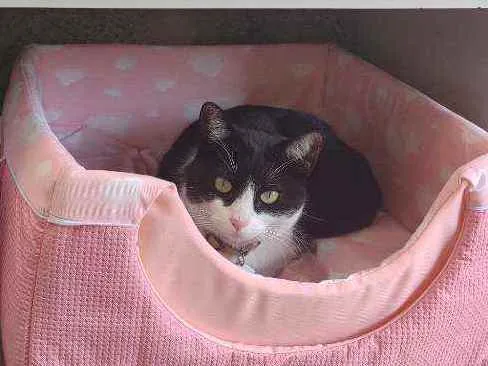 Gato raça  idade 3 anos nome Fifi