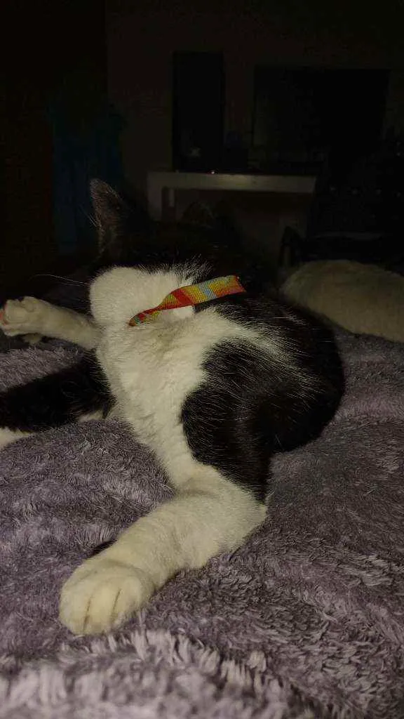 Gato raça  idade 3 anos nome Fifi