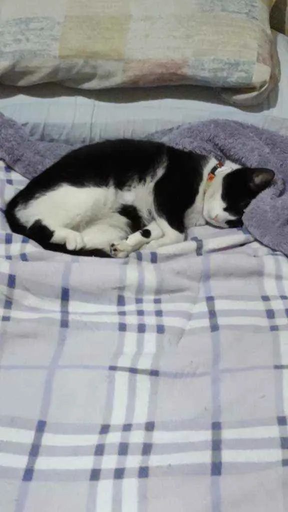 Gato raça  idade 3 anos nome Fifi