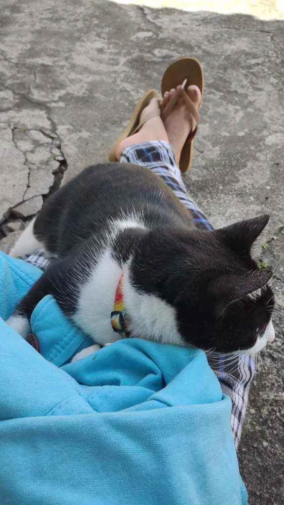 Gato raça  idade 3 anos nome Fifi