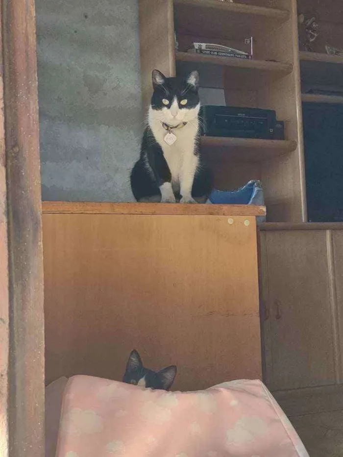 Gato raça  idade 3 anos nome Fifi