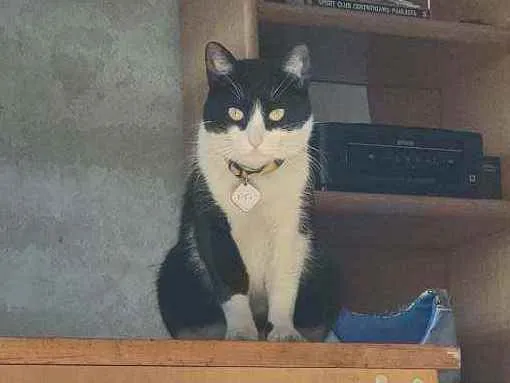 Gato raça  idade 3 anos nome Fifi