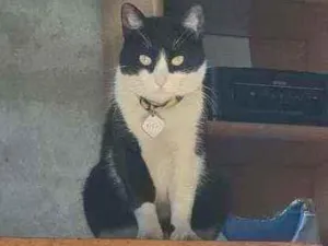 Gato raça  idade 3 anos nome Fifi