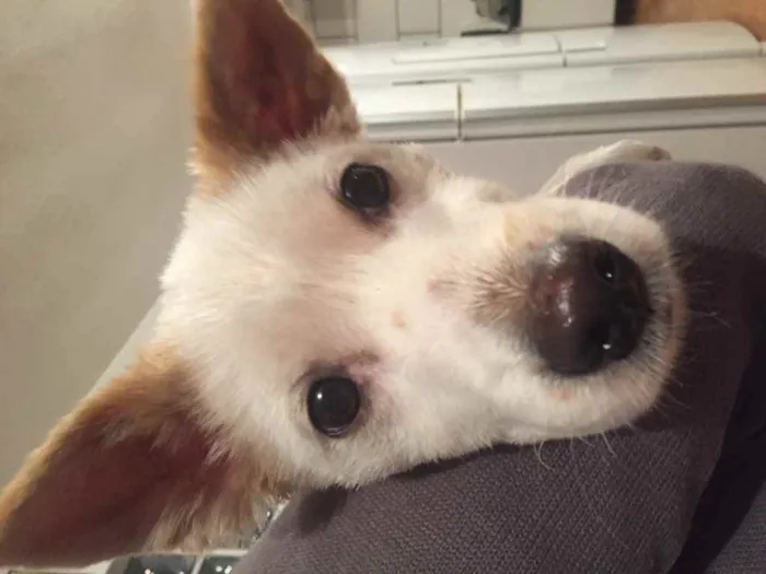 Cachorro ra a Sem raça definida idade 7 a 11 meses nome Sem nome