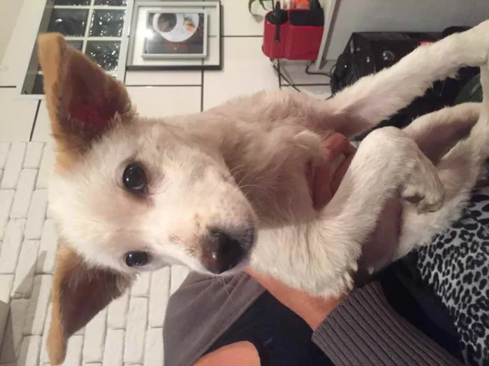 Cachorro ra a Sem raça definida idade 7 a 11 meses nome Sem nome