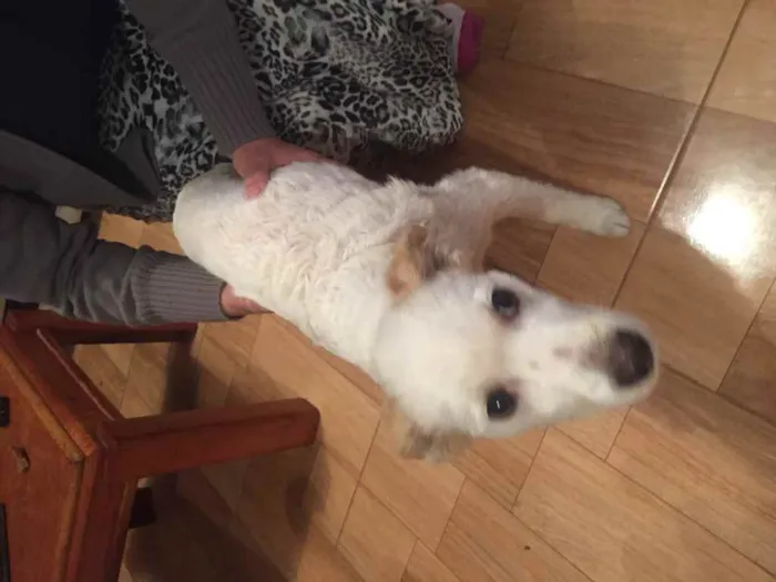 Cachorro ra a Sem raça definida idade 7 a 11 meses nome Sem nome