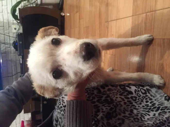 Cachorro ra a Sem raça definida idade 7 a 11 meses nome Sem nome