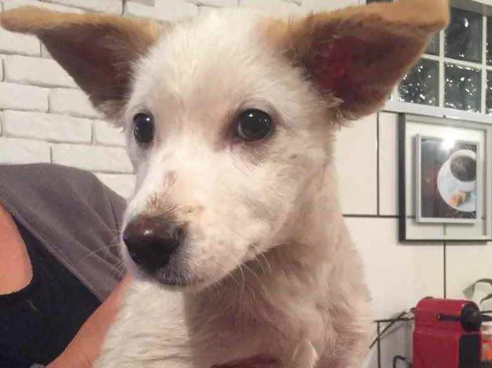 Cachorro ra a Sem raça definida idade 7 a 11 meses nome Sem nome
