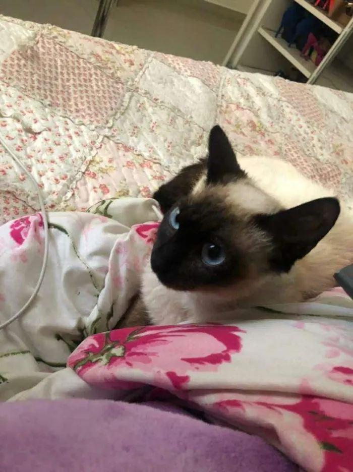 Gato ra a SRD idade 2 a 6 meses nome BALI