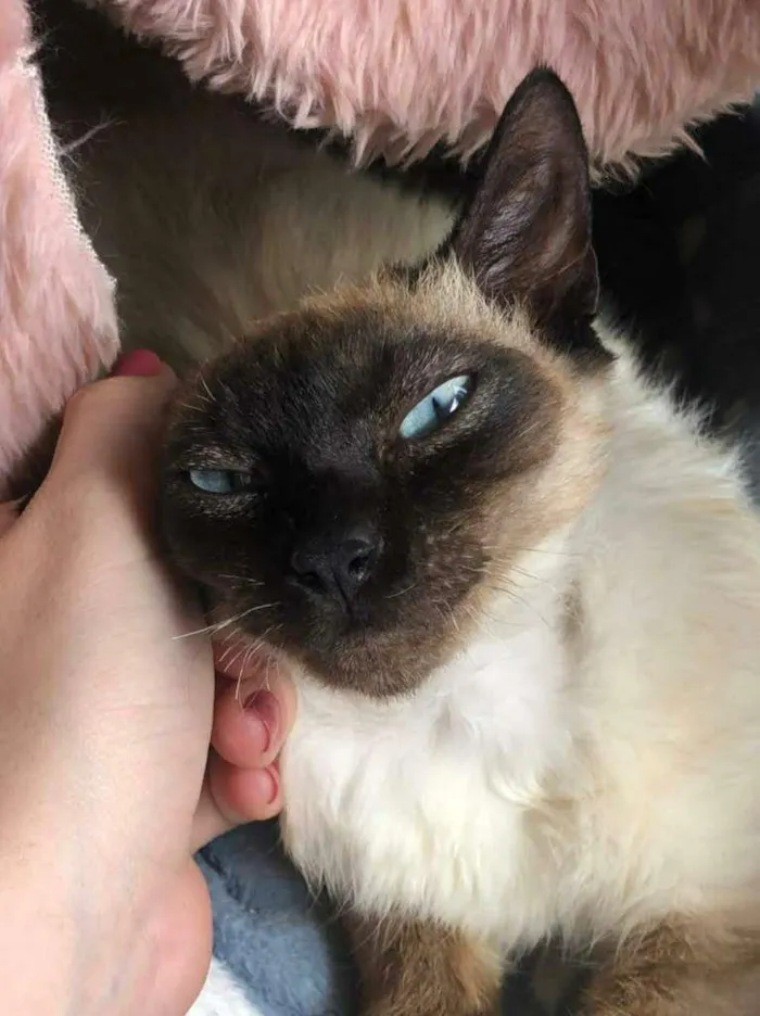 Gato ra a SRD idade 2 a 6 meses nome BALI