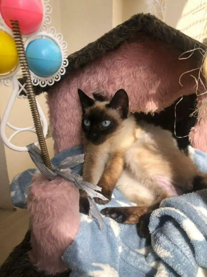 Gato ra a SRD idade 2 a 6 meses nome BALI