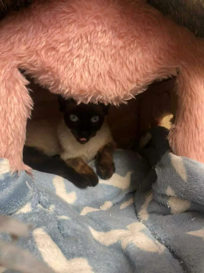 Gato ra a SRD idade 2 a 6 meses nome BALI