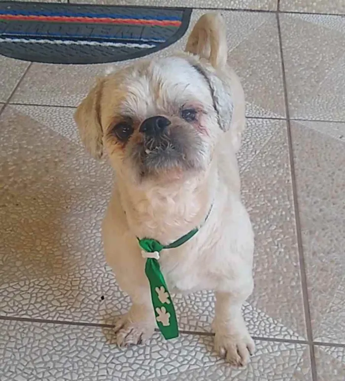 Cachorro raça Shitzu idade 2 anos nome Sem nome