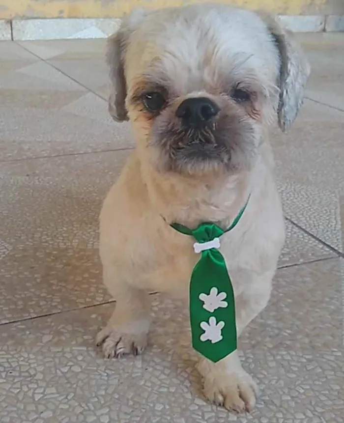 Cachorro raça Shitzu idade 2 anos nome Sem nome