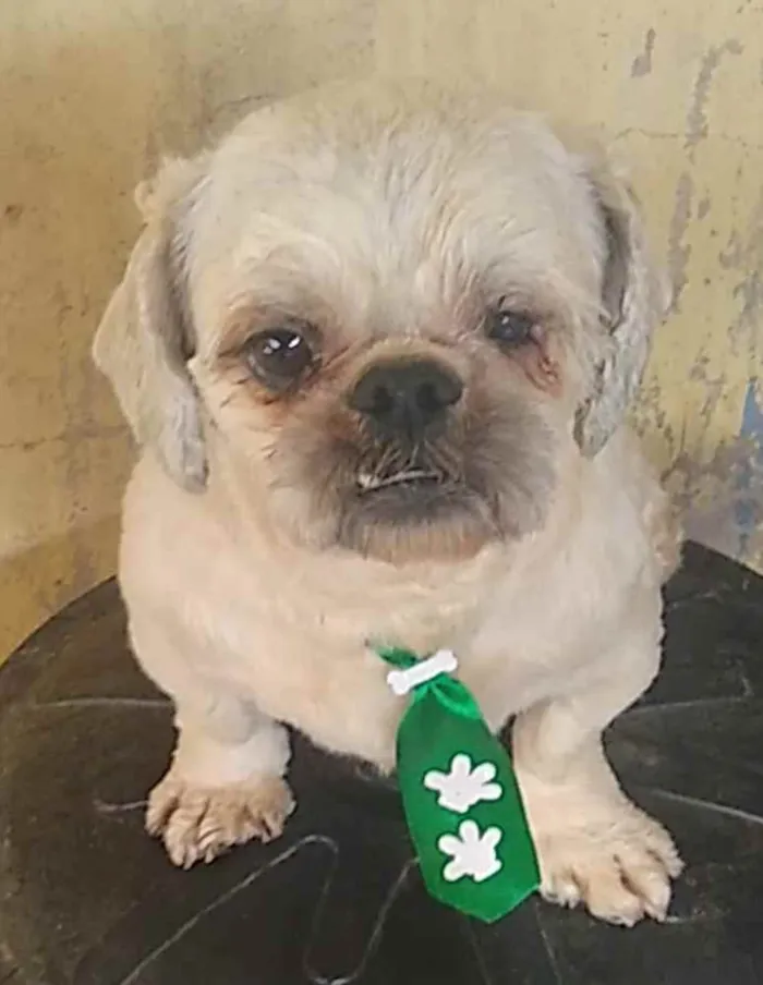 Cachorro raça Shitzu idade 2 anos nome Sem nome